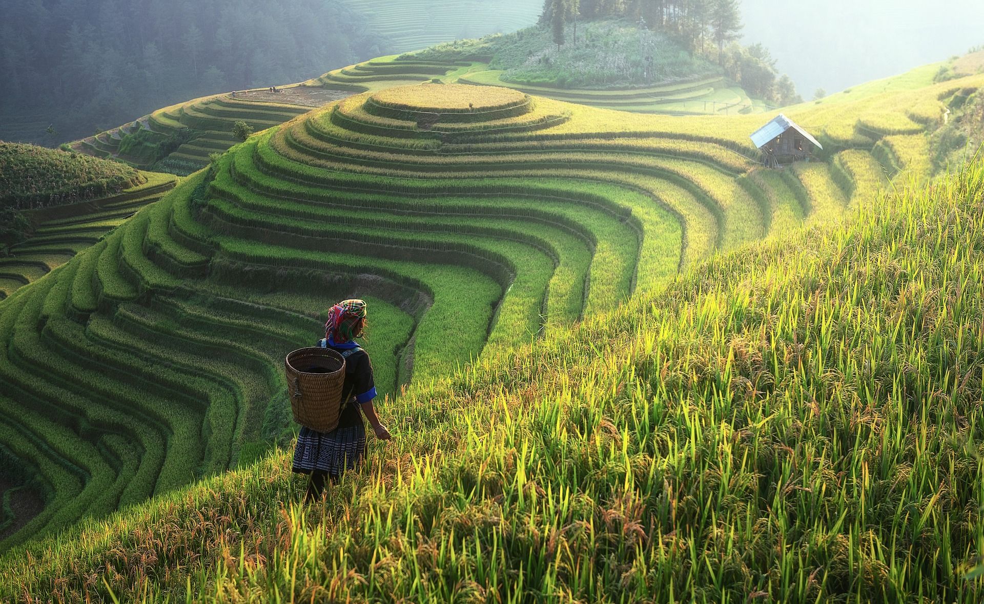 6 Penyebab Sektor Pertanian Indonesia Tertinggal, Tidak seperti Negara