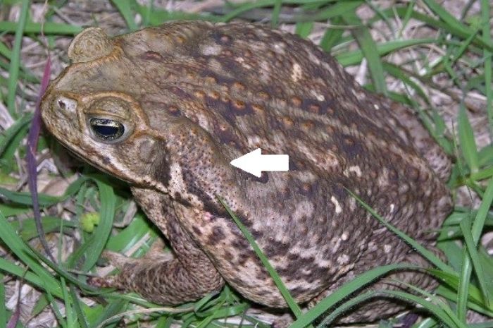 Monster Pembunuh Anjing Beraksi Di Florida As Katak Tebu Beracun Sebabkan Hewan Gagal Jantung Pikiran Rakyat Com Suara pedesaan untuk rileks, suara kodok dan jangkrik, suara hewan desa gacor.suara kodok hujan atau kodok ngorek atau bunyi katak merupakan salah satu efek suara alam liar. monster pembunuh anjing beraksi di