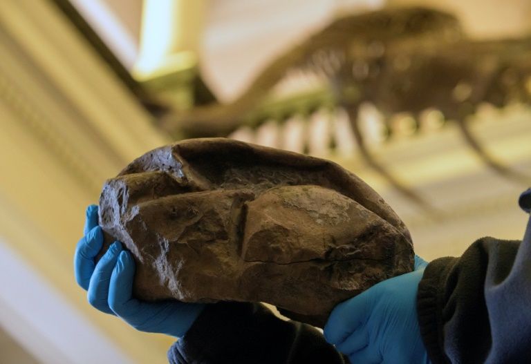 Fosil Mirip 'Bola Kempes' yang Ditemukan di Antartika ...