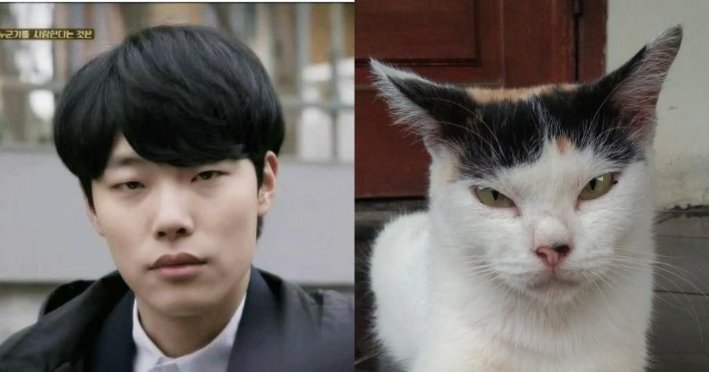 10 Kucing ini disebut-sebut mirip dengan public figure Korea Selatan