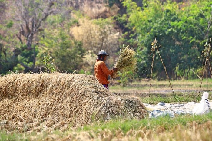 Tanaman padi dan vegetasi lainnya di Ciletuh akan memunculkan warna-warna alaminya seiring musim