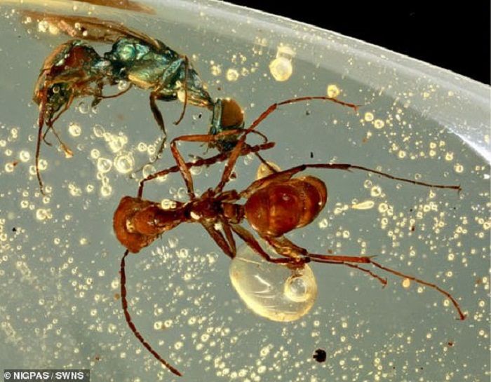 Terawetkan dalam amber atau getah damar yang juga dikenal dengan ambar.