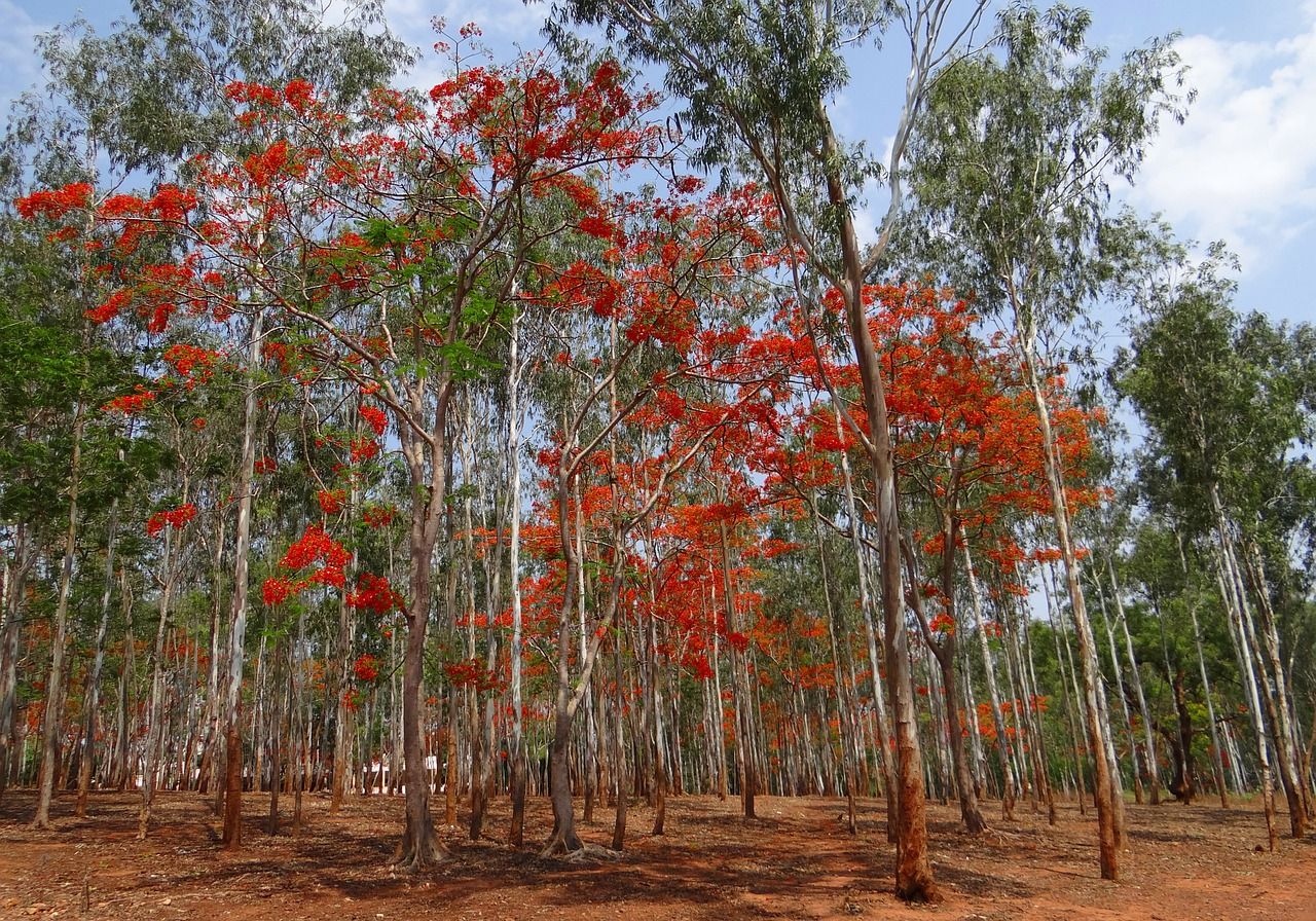 Antivirus Corona Kementan Dari Eucalyptus Berikut Sembilan Manfaat Tersembunyi Yang Sudah Dikenal Zona Banten