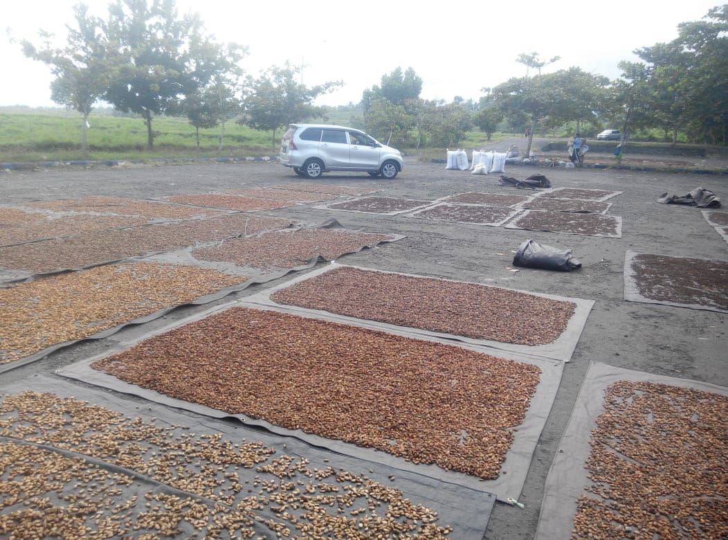 Sejumlah petani kakao dan cengkeh di Jembrana menuturkan, sejak corona melanda negeri ini, harga biji kakao kering menurun