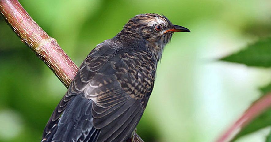 BURUNG kedasih memiliki nama latin Cacomantis merulinus, dalam bahasa Inggris dikenal sebagai plaintive cuckoo.*/EN.WIKIPEDIA.ORG