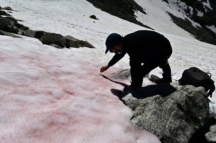 Peniliti dari National Research Council, Italia, Biagio sedang mengambil sampel salju berwarna merah muda.