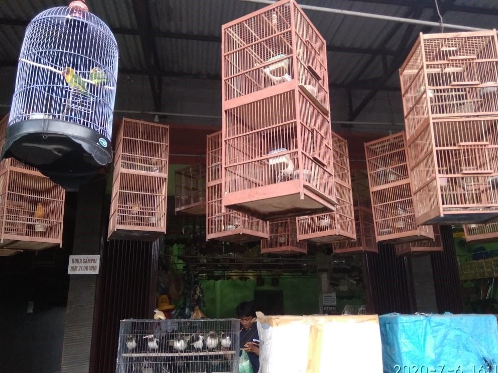 Udah Gacor Cara Merawat Burung Berkicau Di Rumah Pemula Bisa Coba Juga Portal Jember