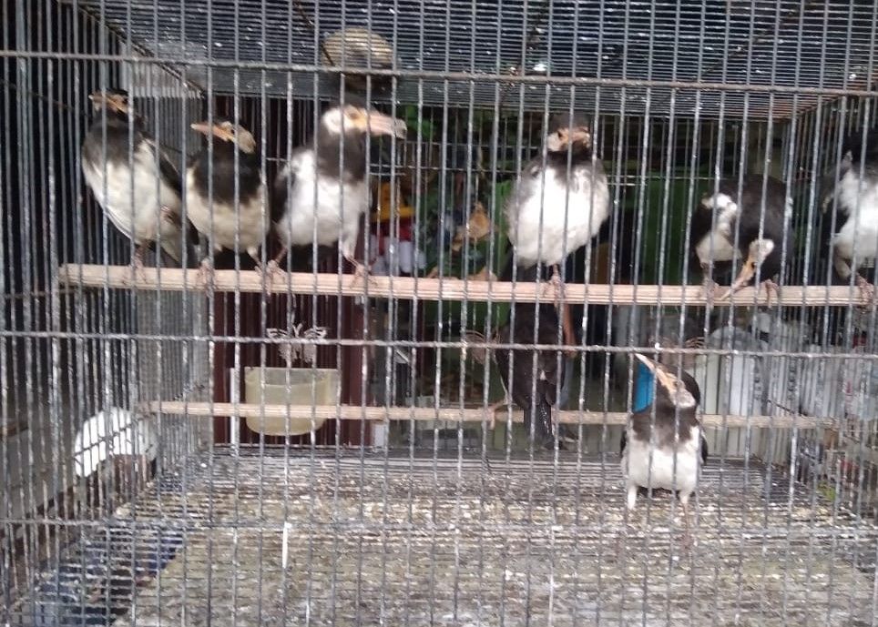 Daftar Harga Burung Berkicau Mulai Rp 100 Ribuan Portal Jogja