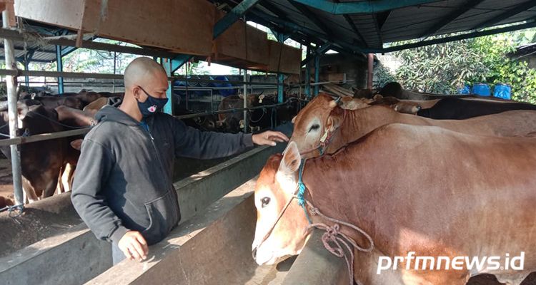 Salah seorang pedagang sapi kurban, Aang, saat memperlihatkan sapi kurban di kandang sapinya di Desa Nanjung, Kecamatan Margaasih, Kabupaten Bandung, Senin 13 Juli 2020.*