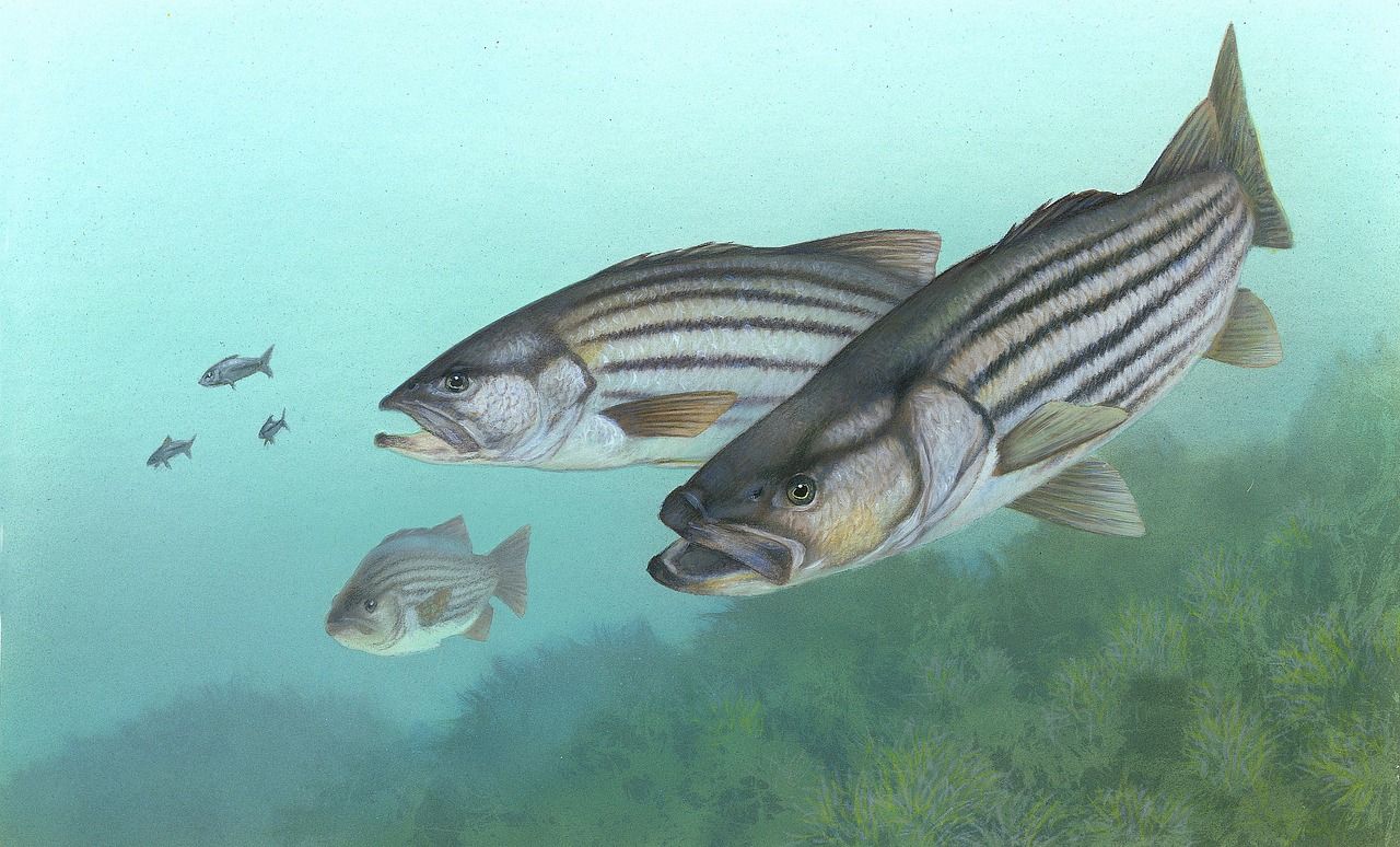 Demi Penuhi Gizi Pasien Covid-19, Ratusan Ikan Kakap Putih Diterbangkan