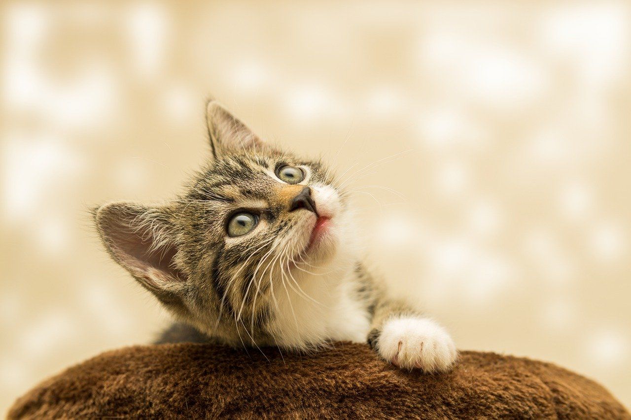 Obat Kutu Kucing Tradisional yang Ampuh Membasmi Kutu Kucing 