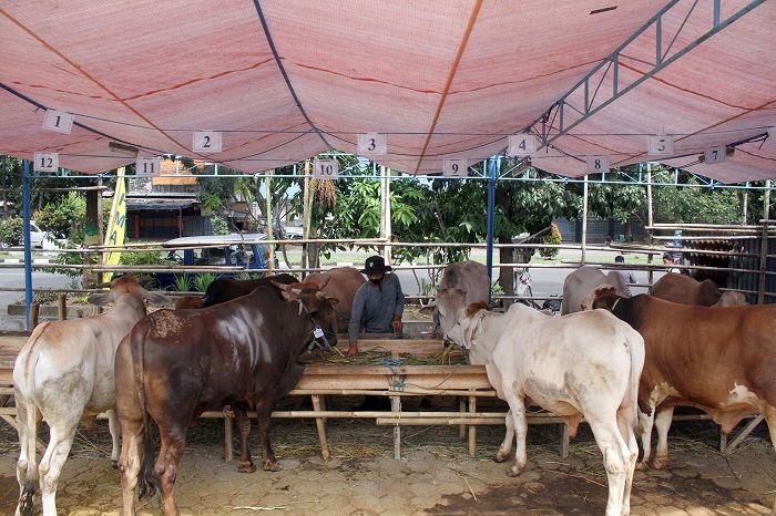 Hewan Kurban Yang Akan Disembelih Pada Hari Raya Idul Adha Harus Memenuhi Kriteria Ini Ringtimes Banyuwangi