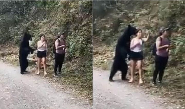 Wisatawang yang berselfie dengan beruang liar