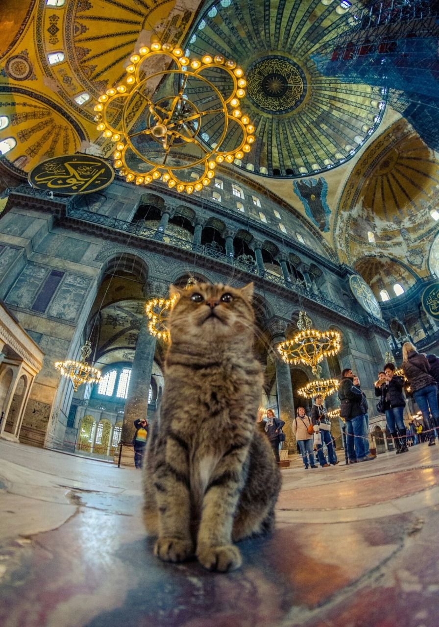 Gli kucing yang berumah di Hagia Sophia.