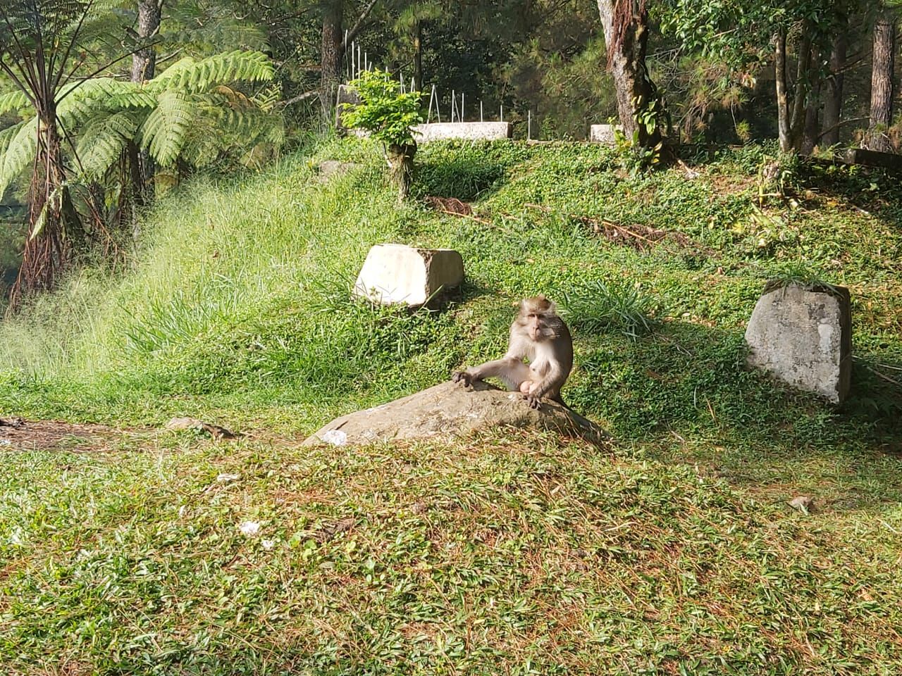Si Pincang monyet betina penghuni Buper Sukamantri Bogor. 