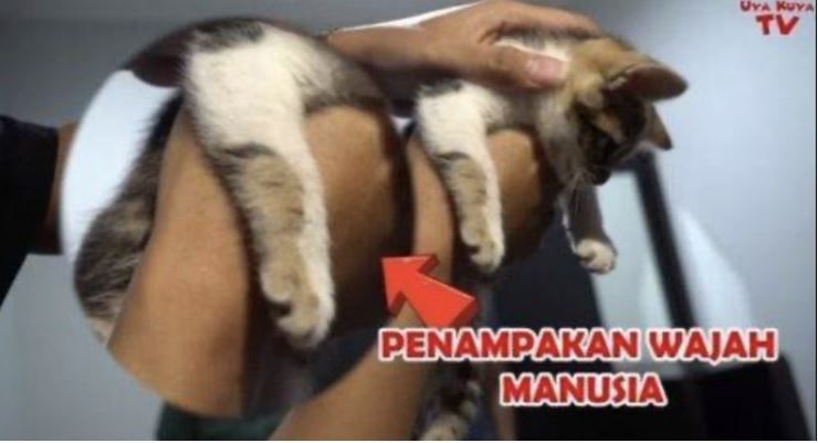 UNIK kucing milik ibunda Nagita Slavina bercorak wajah manusia, ditawarkan hingga Rp1 miliar