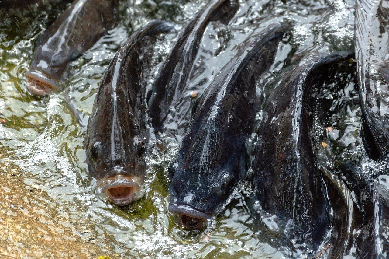 Potensi Bisnis 4 Kiat Sukses Budidaya Ikan Nila Di Kolam Terpal