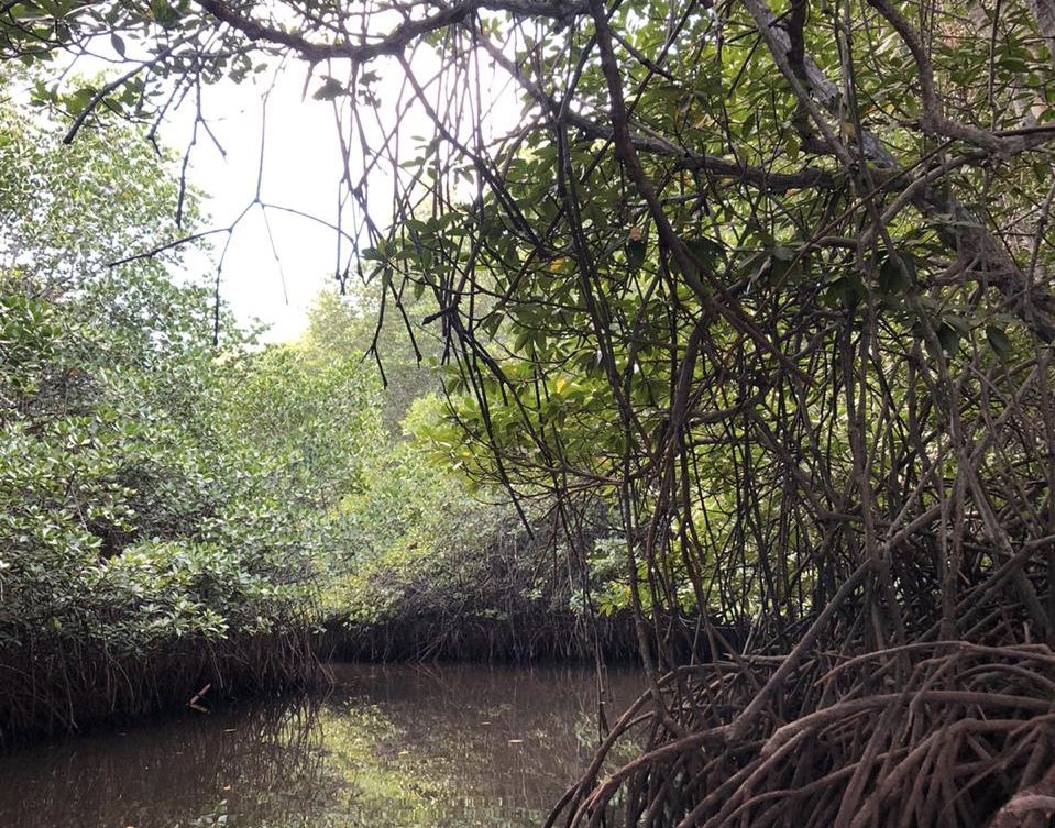 Hutan mangrove Nusa lembongan.*Diah