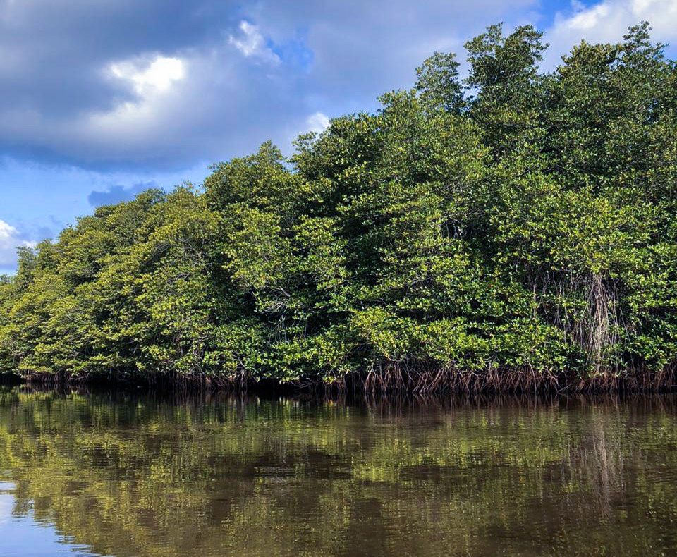 Hutan mangrove Nusa lembongan.*Diah