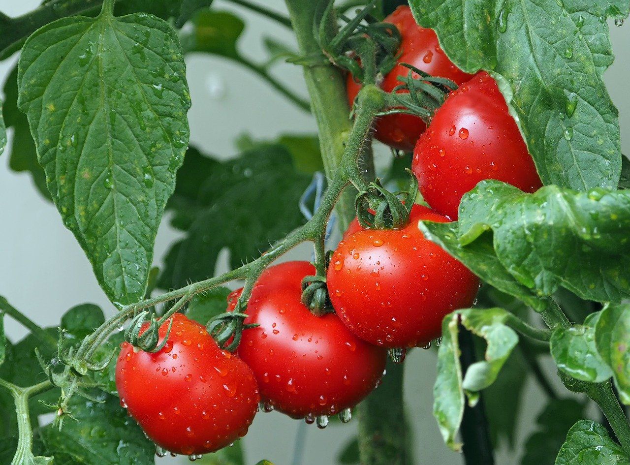 ILUSTRASI Mengkonsumsi likopen yang terdapat pada tomat terbukti ampuh menurunkan kolesterol./pixabay