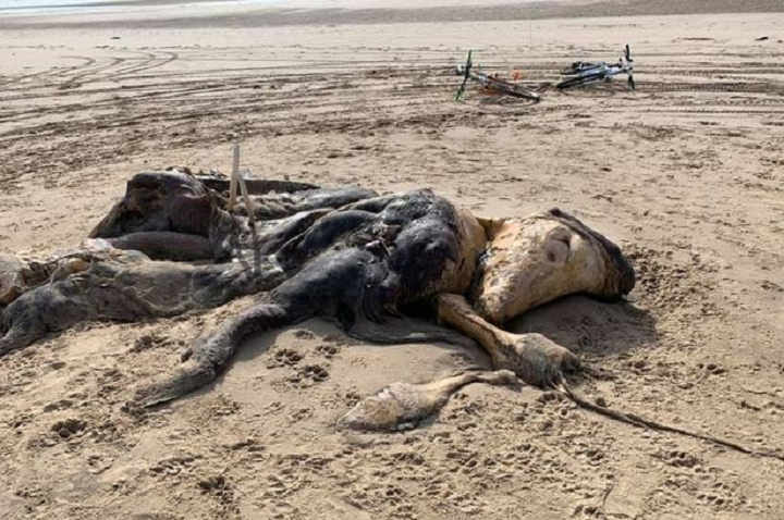 Bangkai makhluk yang diduga alien berukuran 4,5 meter yang sudah terlihat compang-camping itu tergeletak di pantai Inggris, yang telah membuat penduduk setempat Ainsdale kebingungan.