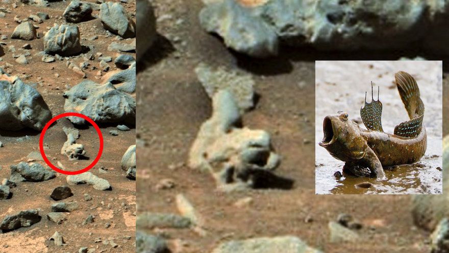 Objek di planet Mars yang pemburu Alien klaim sebagai fosil ikan "Mudskipper"