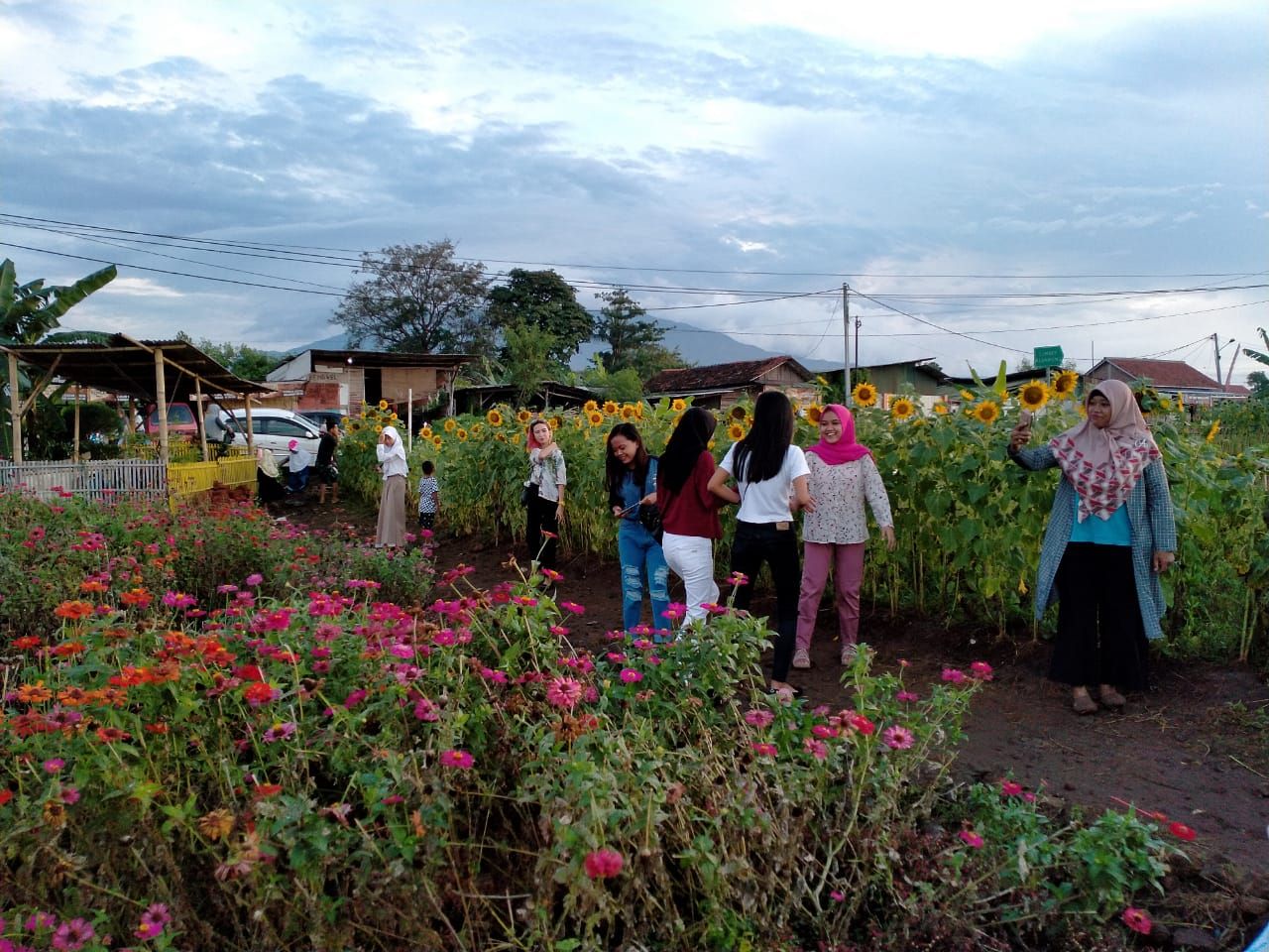 Dari Lahan Kosong Jadi Kebun Bunga, Taman Matahari di Cirebon Viral di