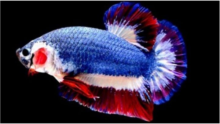 Wow Fantastis Ikan Cupang Ini Harganya 20 Juta Lihat Bentuknya Mantra Sukabumi