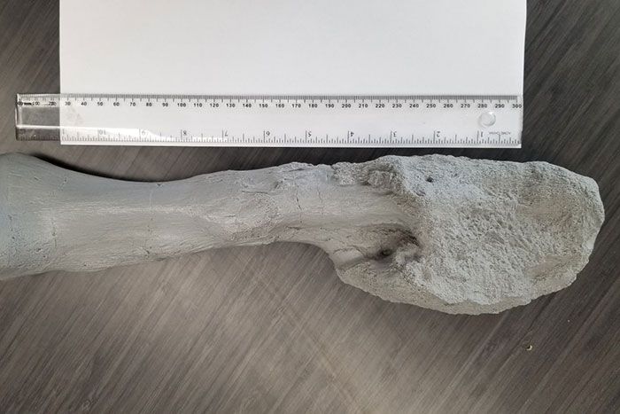 Tulang kaki Centrosaurus. (SCMP)