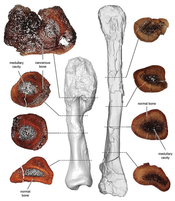 Perbandingan antara bagian tipis dari tulang kaki kanker (kiri) dan tulang kering normal dinosaurus bertanduk Centrosaurus apertus terlihat dalam gambar ini yang dirilis pada hari Senin. (Gambar: Museum Royal Ontario)