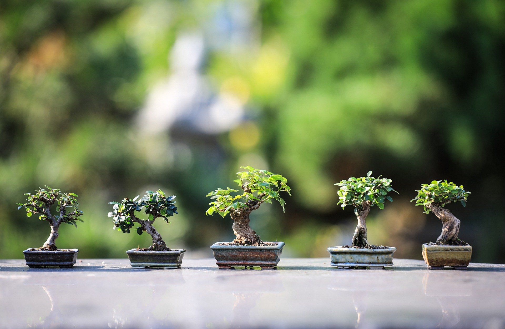 punya nilai seni tinggi dan melegenda, ini 5 tanaman bonsai yang