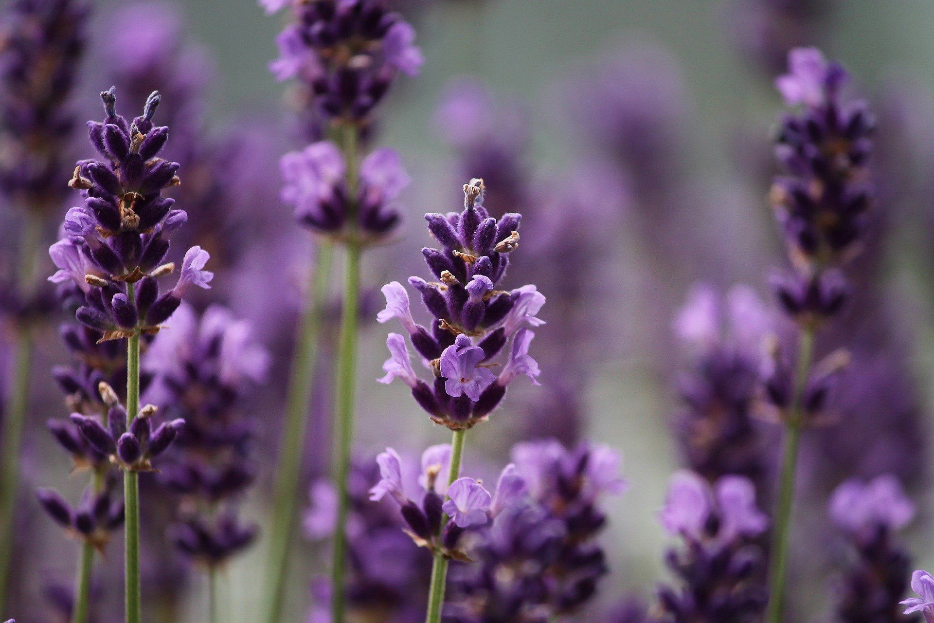 ILUSTRASI bunga lavender ungu