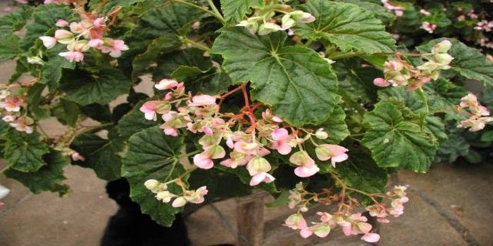Tips Jitu Merawat Bunga Begonia Agar Semakin Cantik Ringtimes Banyuwangi