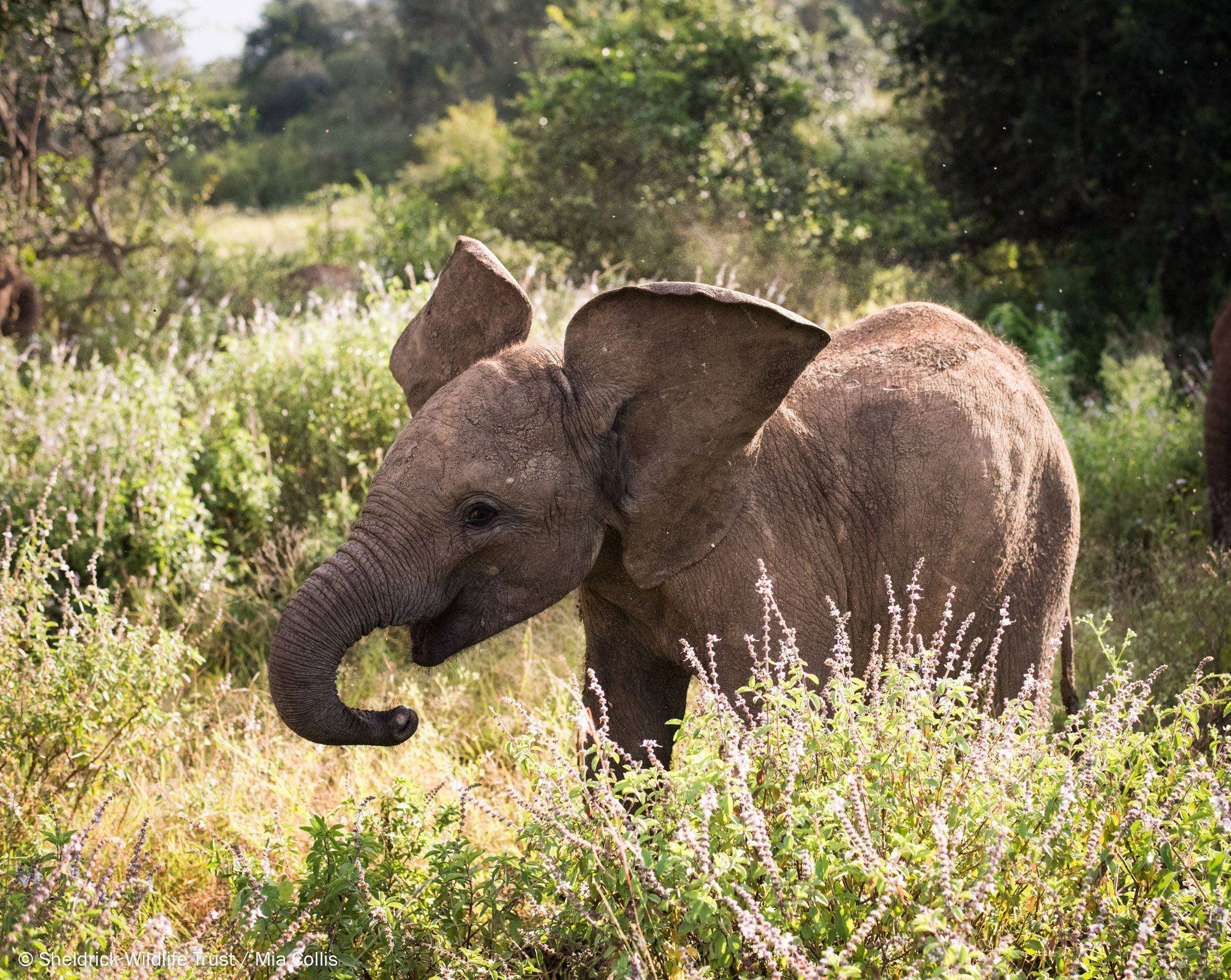 Penggemar V BTS di Afrika Mengadopsi Gajah  Kecil Yatim 
