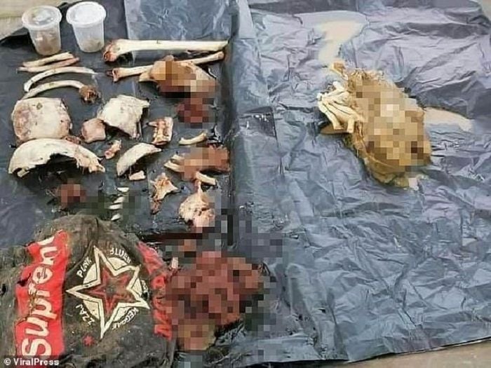 Cabikan baju dan potongan tubuh korban ditemukan di perut buaya.