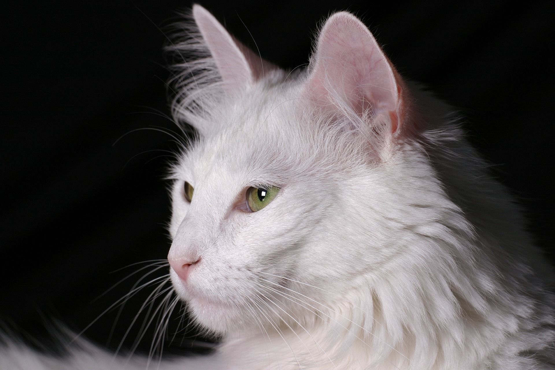 Ilustrasi: kucing Anggora putih/