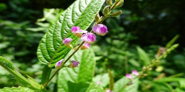 Beberapa Manfaat Daun Duduk bagi Kesehatan Tubuh 
