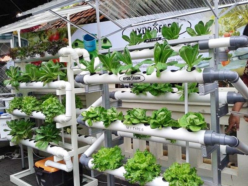 Cerita Inspiratif Ubah Atap  Rumah jadi Kebun  Hidroponik 