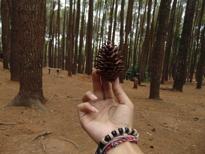 Hutan Pinus Mangunan di kawasan wisata Mangunan Yogyakarta