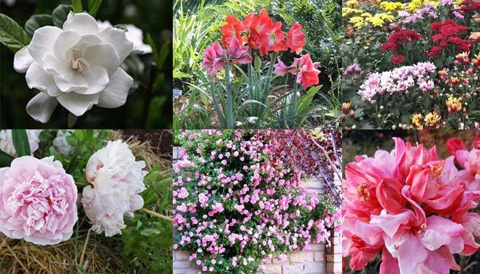 7 Bunga Cantik Pembawa Keberuntungan Portal Jember