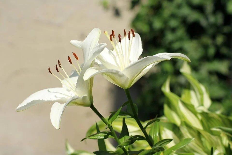 Bunga Lily putih.