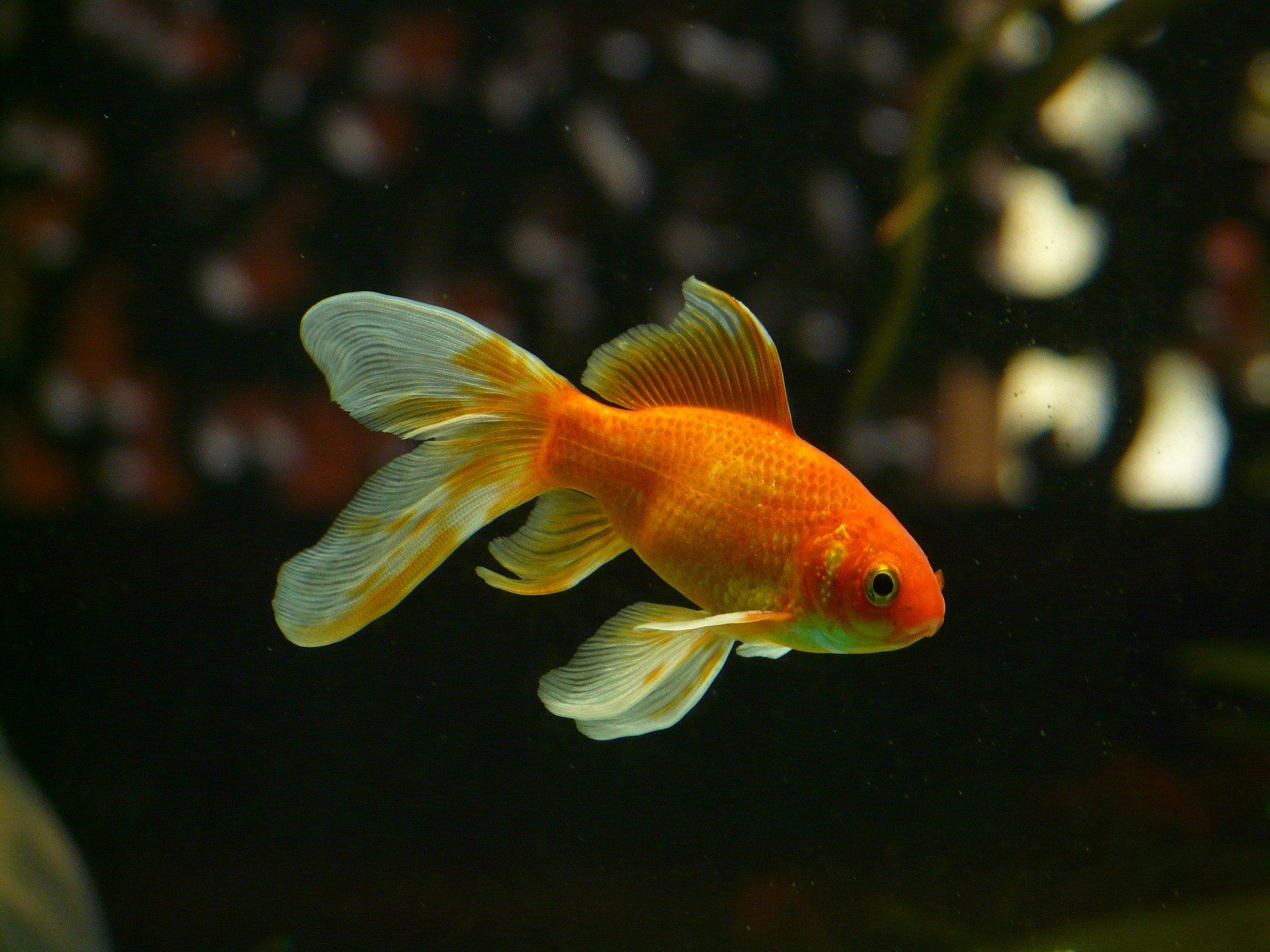 Gambar ikan di aquarium