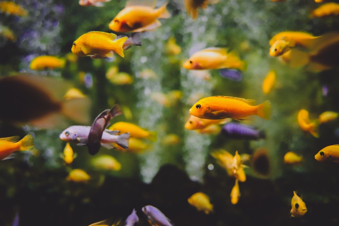 5 Jenis Ikan Hias Air Tawar Yang Cocok Dipelihara Di Rumah Kabar Lumajang