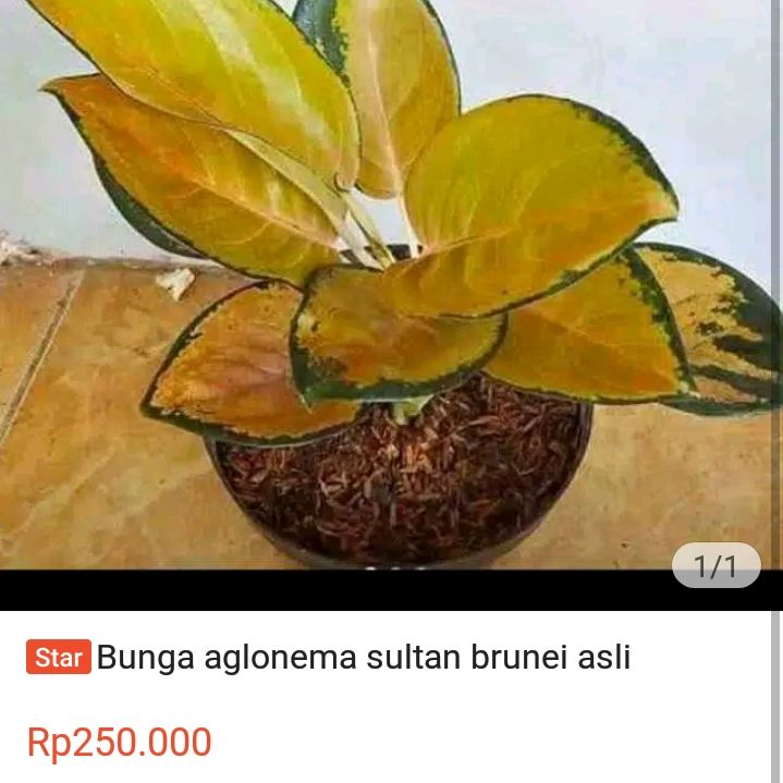 aglonema sultan brunei