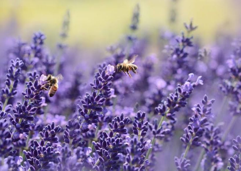 Selain Indah Juga Bermanfaat Ini 7 Tanaman Hias Pengusir Nyamuk Di Antaranya Lavender Dan Rosemary Lamongan Today