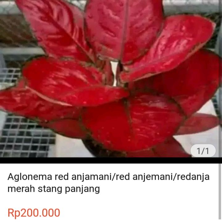 aglonema red anjamani