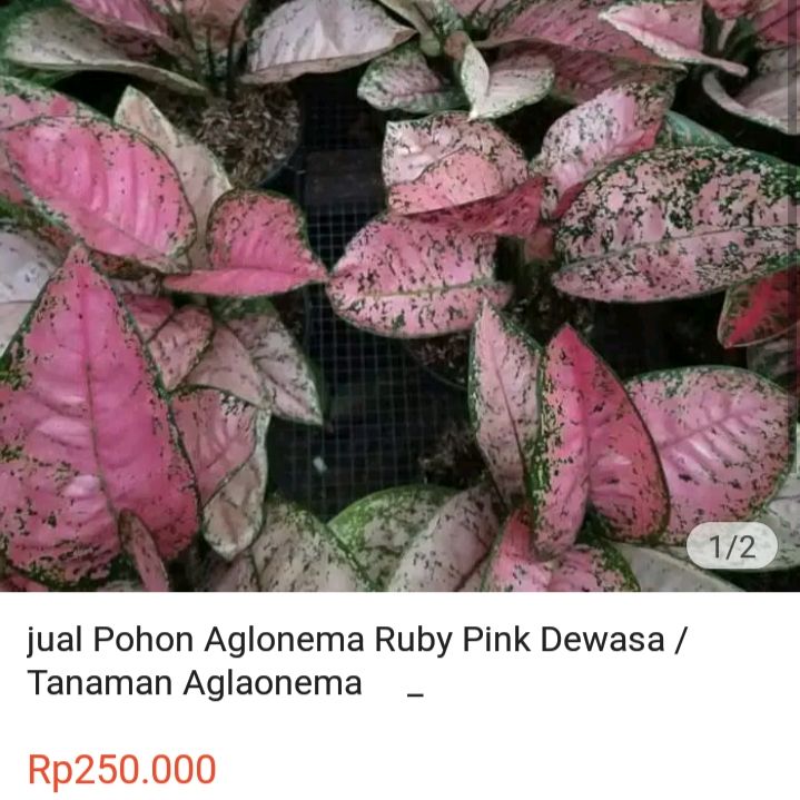 aglonema ruby pink