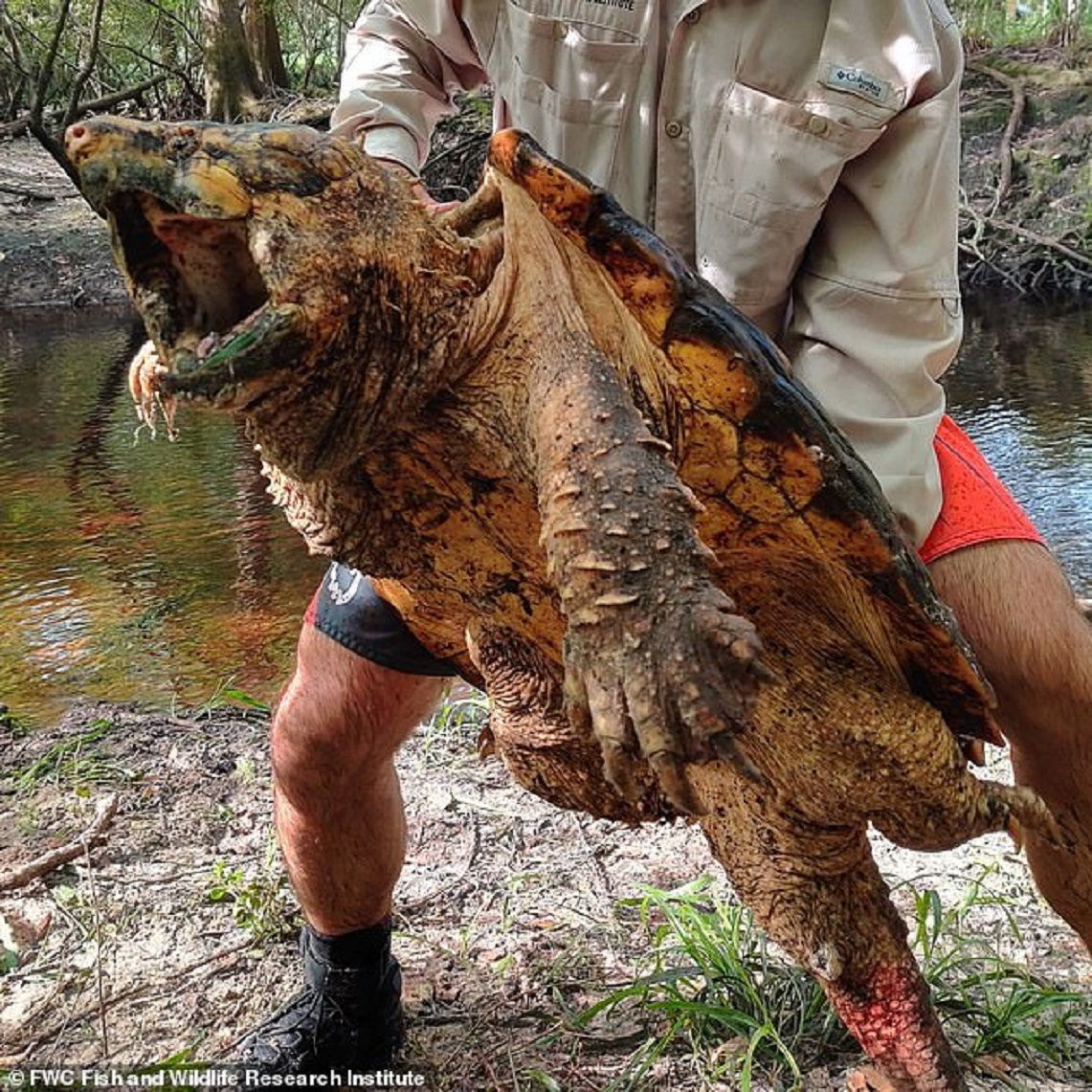 Mirip Binatang Purba Kura Kura Penggigit Terbesar Ditangkap Di Sungai Florida Zona Priangan Halaman 2