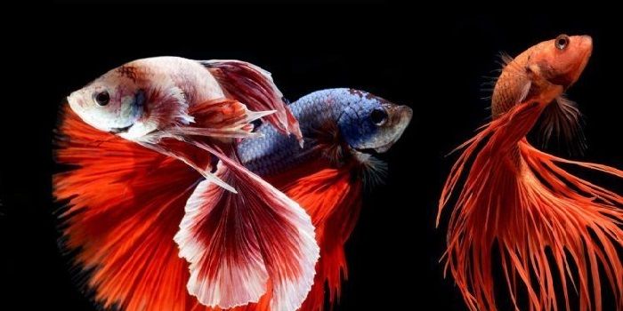 ikan cupang jantan dan betina punya ciri fisik yang berbeda