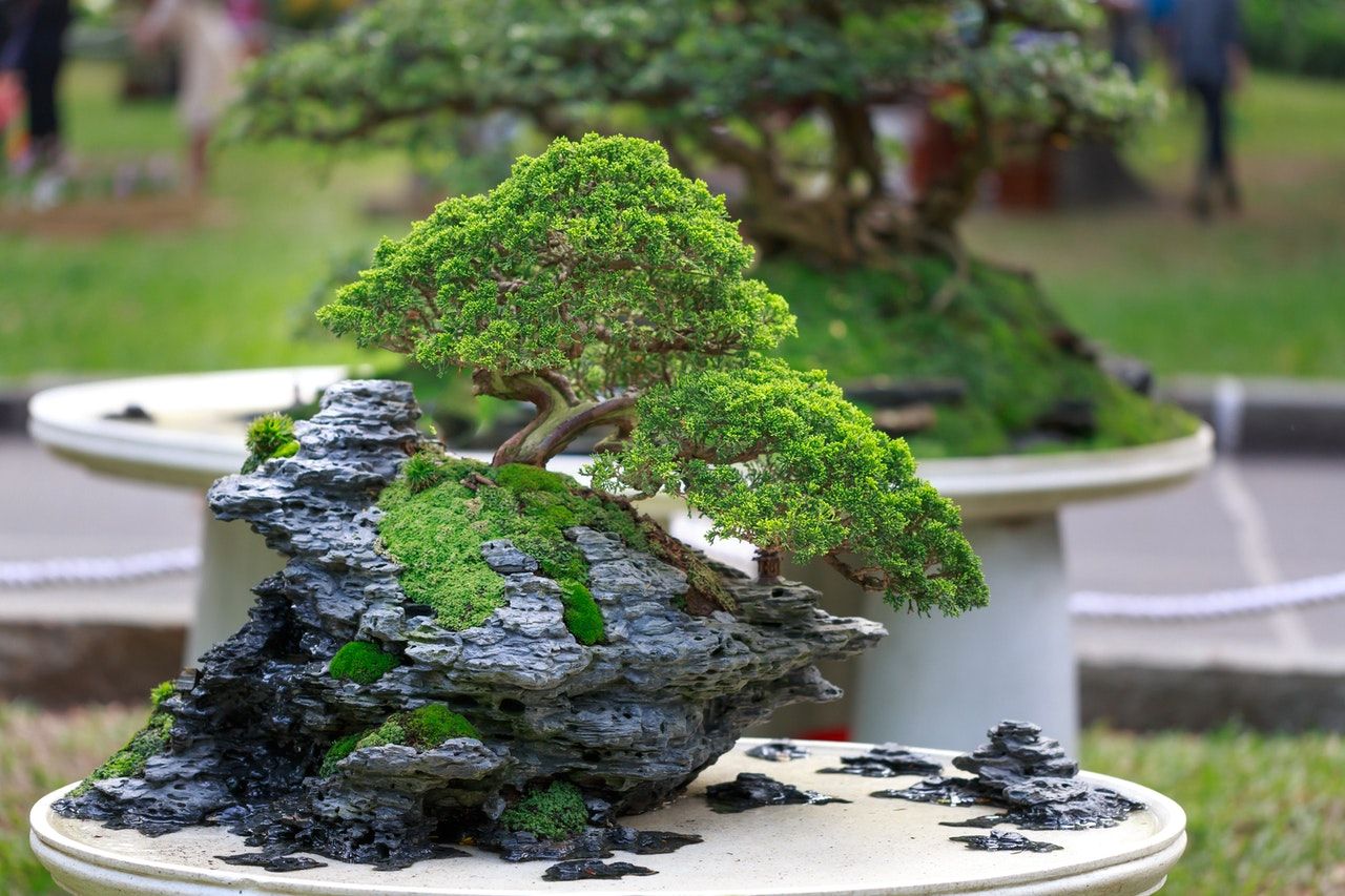 Ilustrasi tanaman bonsai.